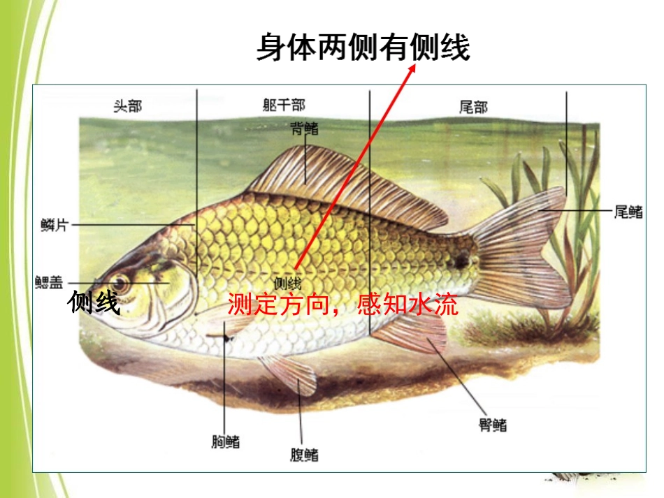 《动物的主要类群》PPT优质课件[北师大版八年级生物下册]_第3页