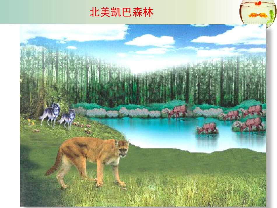 《生态系统概述》PPT课件[北师大版八年级生物下册]_第3页