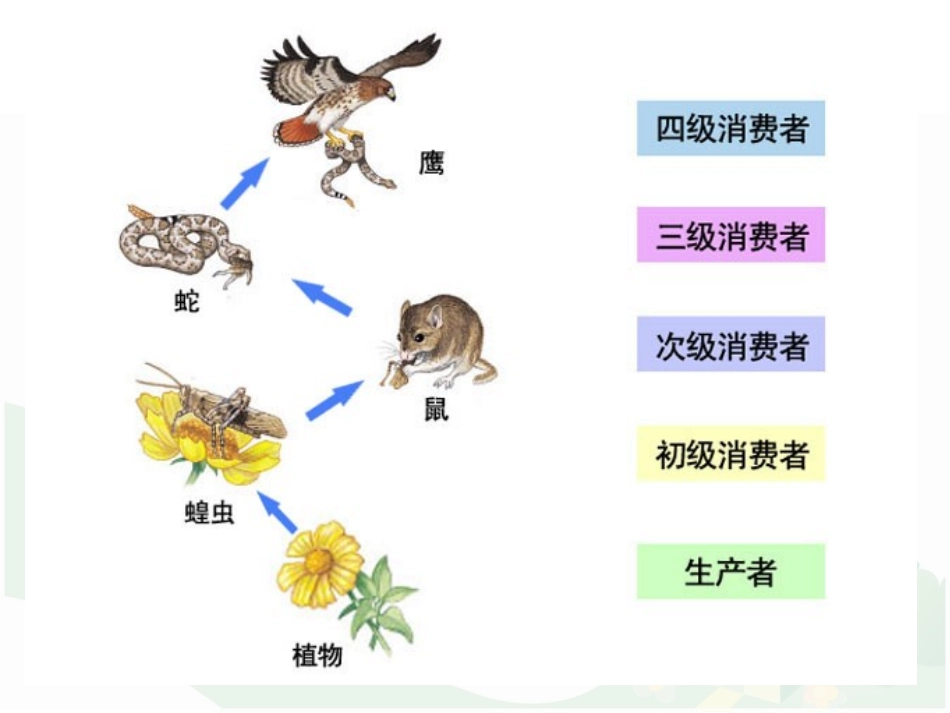 《生态系统的结构和功能》PPT免费课件[北师大版八年级生物]_第3页