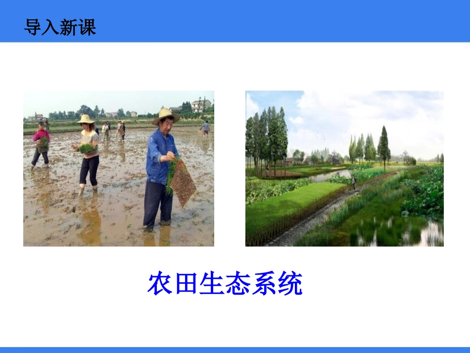 《关注农村环境》PPT教学课件[北师大版八年级生物下册]_第3页