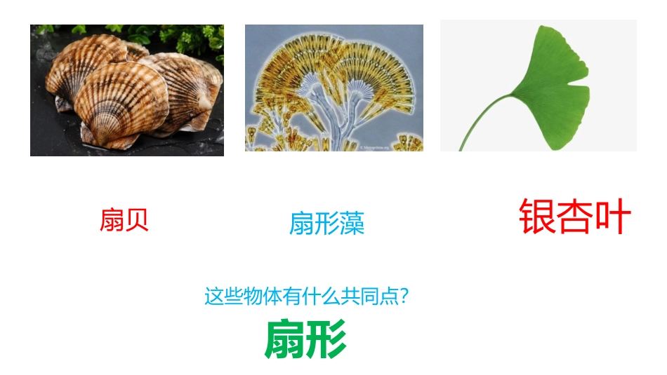 《扇形的认识》圆和扇形PPT教学课件[冀教版六年级数学上册]_第2页