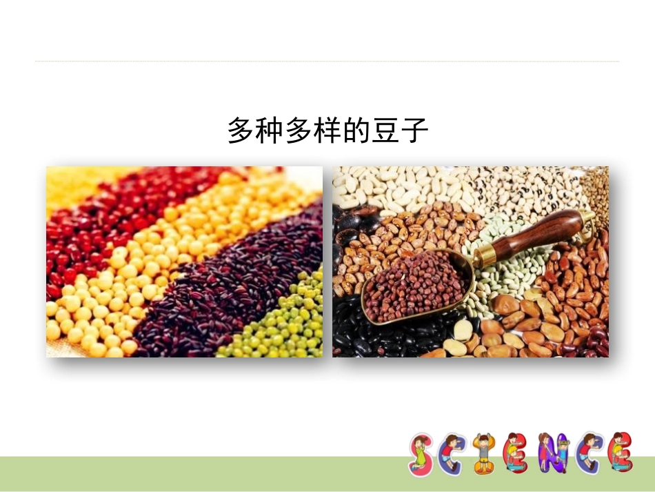 《不一样的豆子》PPT课件[大象版一年级科学上册]_第2页