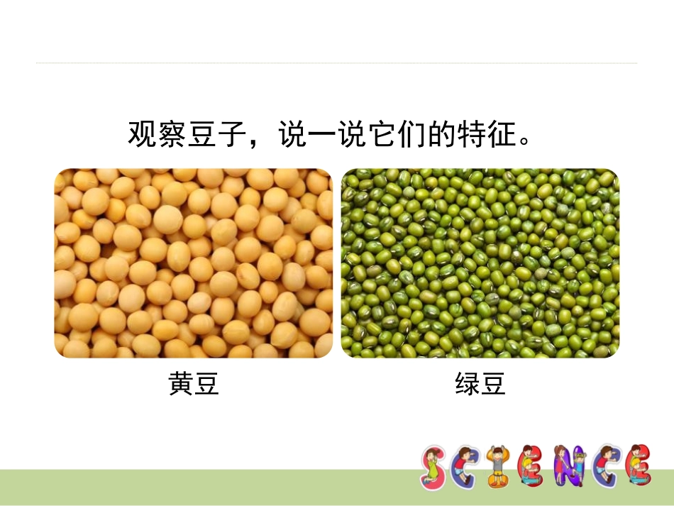 《不一样的豆子》PPT课件[大象版一年级科学上册]_第3页