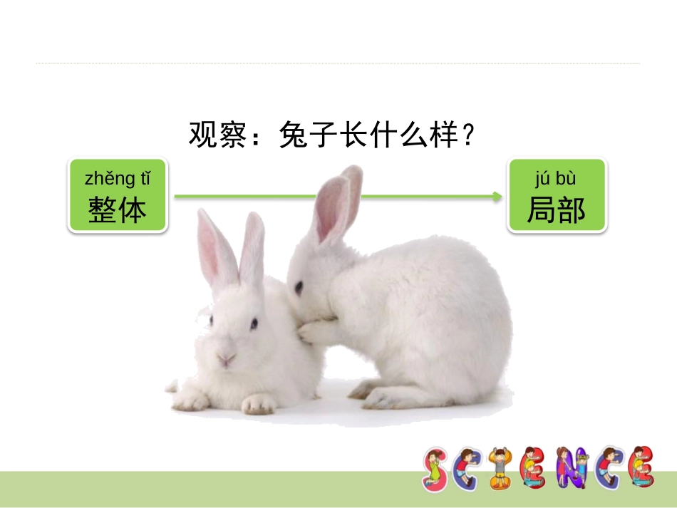 《兔子》PPT课件[大象版一年级科学上册]_第3页