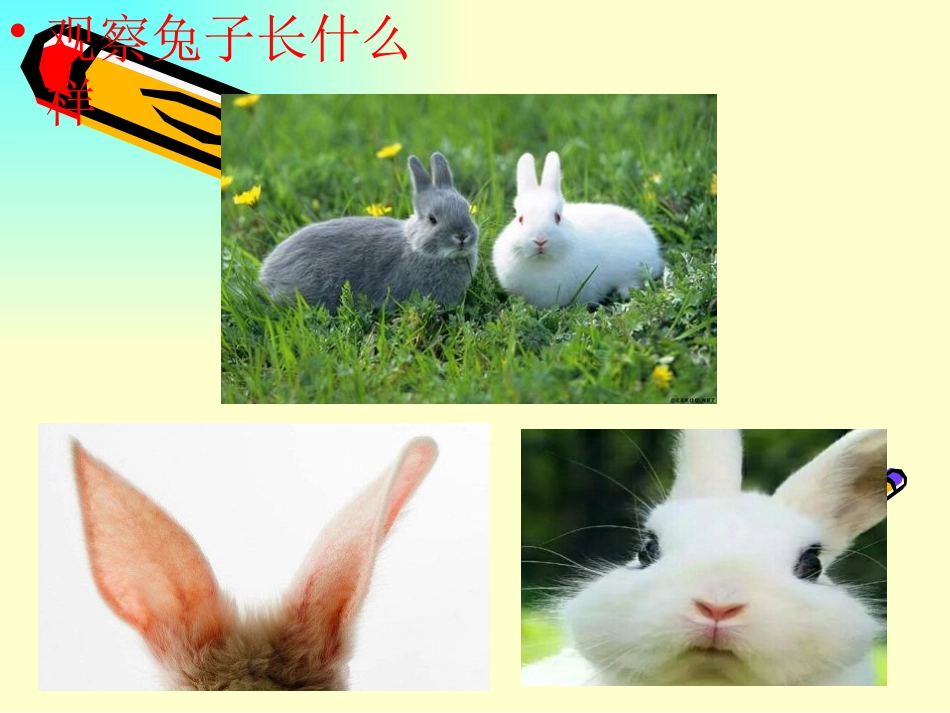 《兔子》PPT课件[大象版一年级科学上册]_第3页