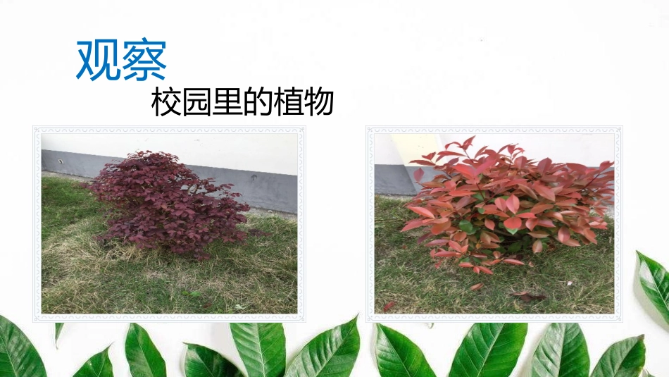 《认识常见植物》PPT课件[大象版一年级科学下册]_第1页