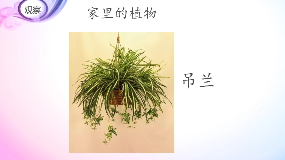 《认识常见植物》PPT课件[大象版一年级科学下册]_第2页