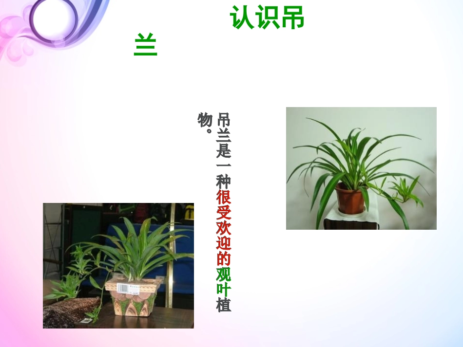 《缺水的吊兰》PPT课件[大象版一年级科学下册]_第2页