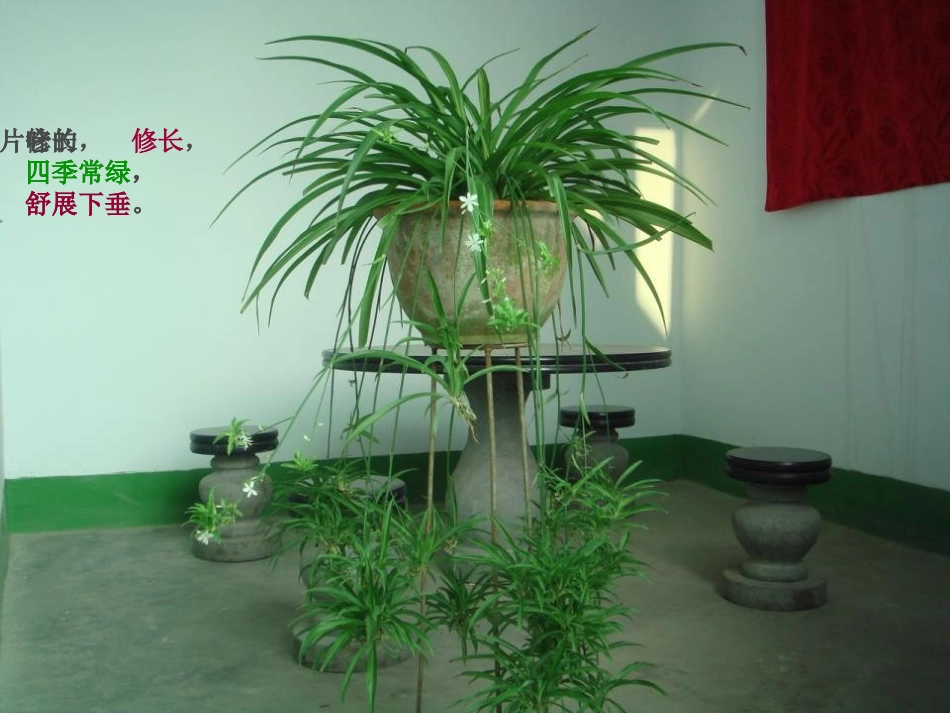 《缺水的吊兰》PPT课件[大象版一年级科学下册]_第3页