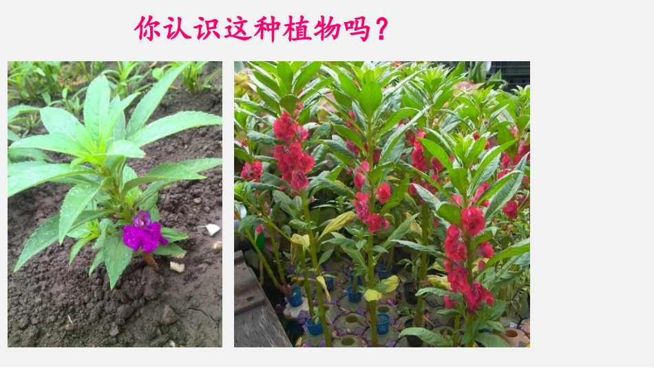 《阳光和凤仙花》PPT课件[大象版一年级科学下册]_第2页