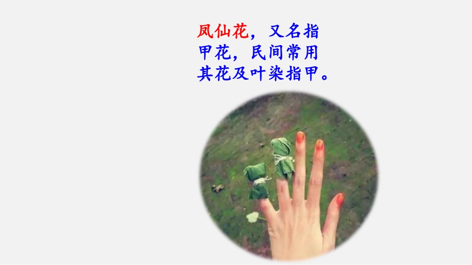 《阳光和凤仙花》PPT课件[大象版一年级科学下册]_第3页