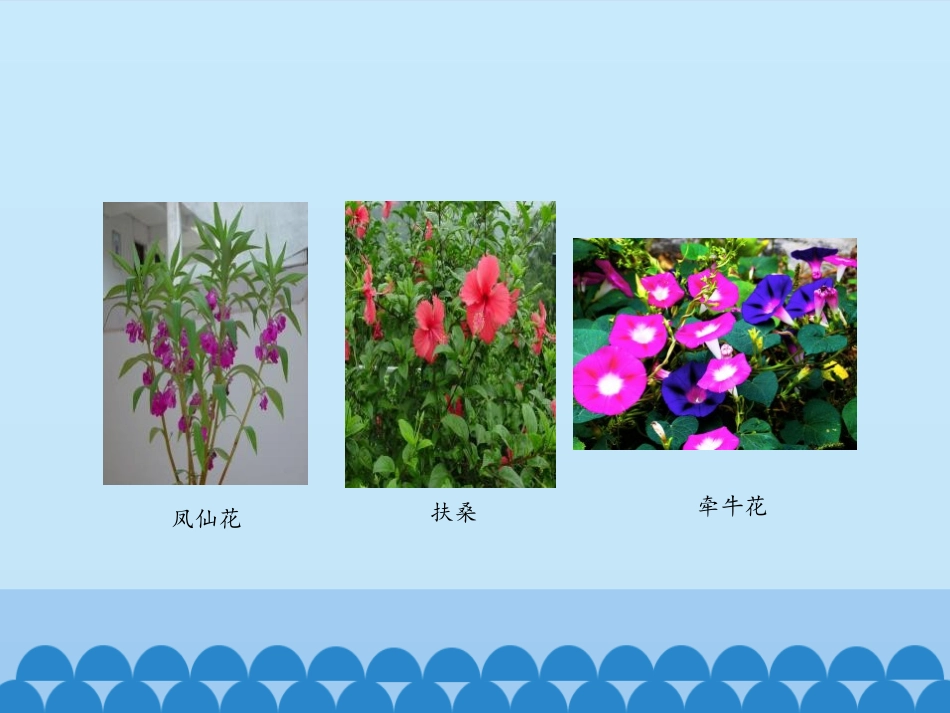 《阳光和凤仙花》PPT课件[大象版一年级科学下册]_第2页