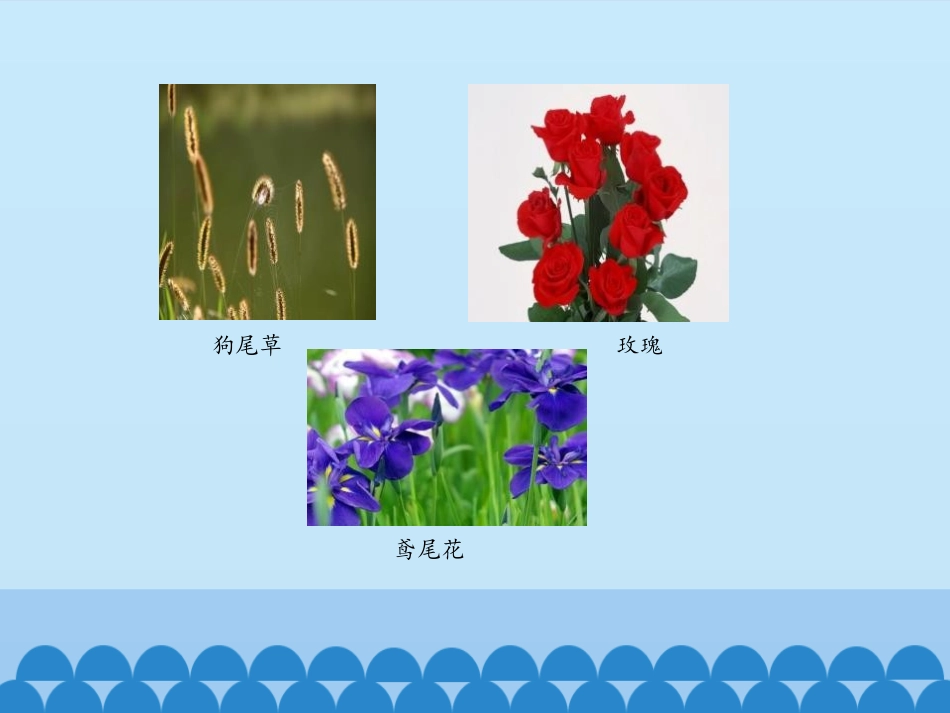 《阳光和凤仙花》PPT课件[大象版一年级科学下册]_第3页