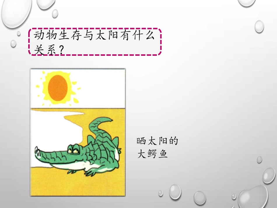 《太阳对动植物的影响》PPT课件[大象版一年级科学下册]_第3页