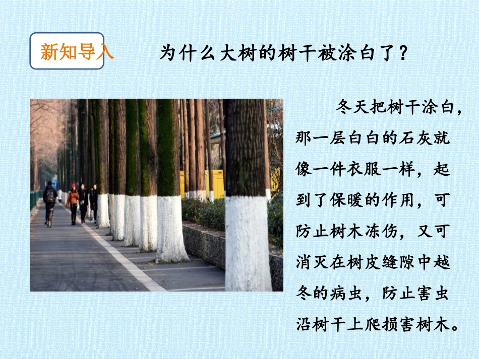《四季与植物》PPT课件[大象版二年级科学下册]_第2页