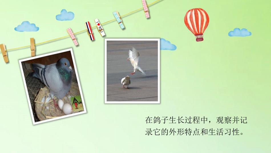 《鸟类的特征》PPT课件[大象版三年级科学上册]_第3页