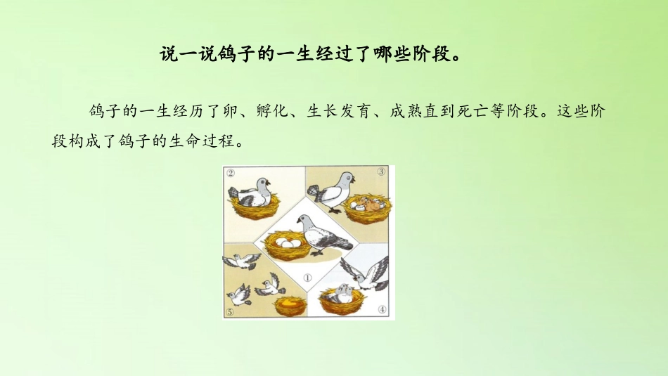 《动物的一生》PPT免费课件[大象版三年级科学上册]_第2页