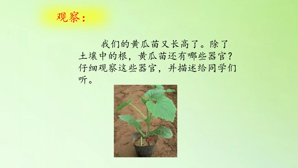 《茁壮成长》PPT课件[大象版三年级科学下册]_第2页