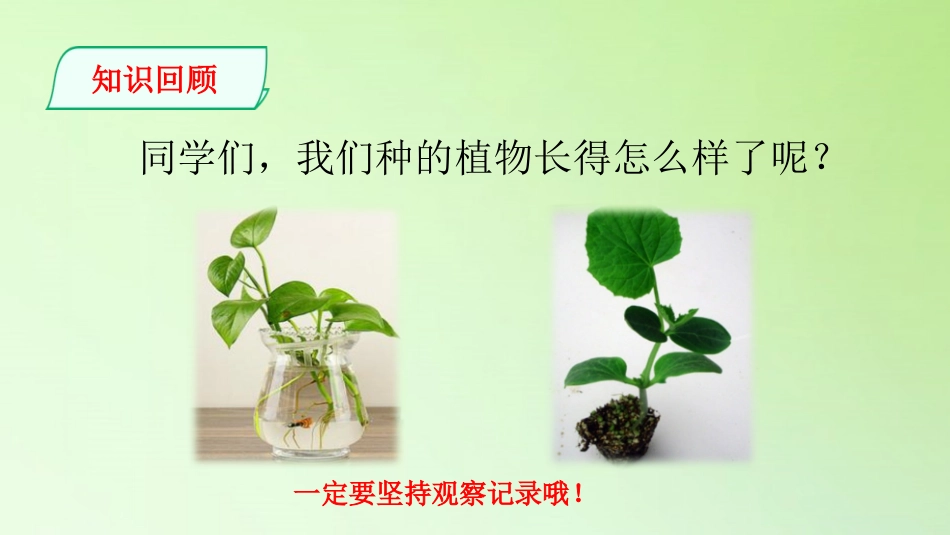 《开放的花朵》PPT课件[大象版三年级科学下册]_第2页
