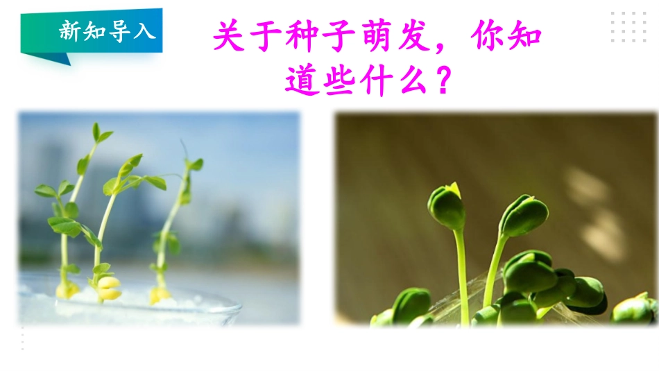 《我们的豆苗》PPT课件[大象版四年级科学下册]_第2页