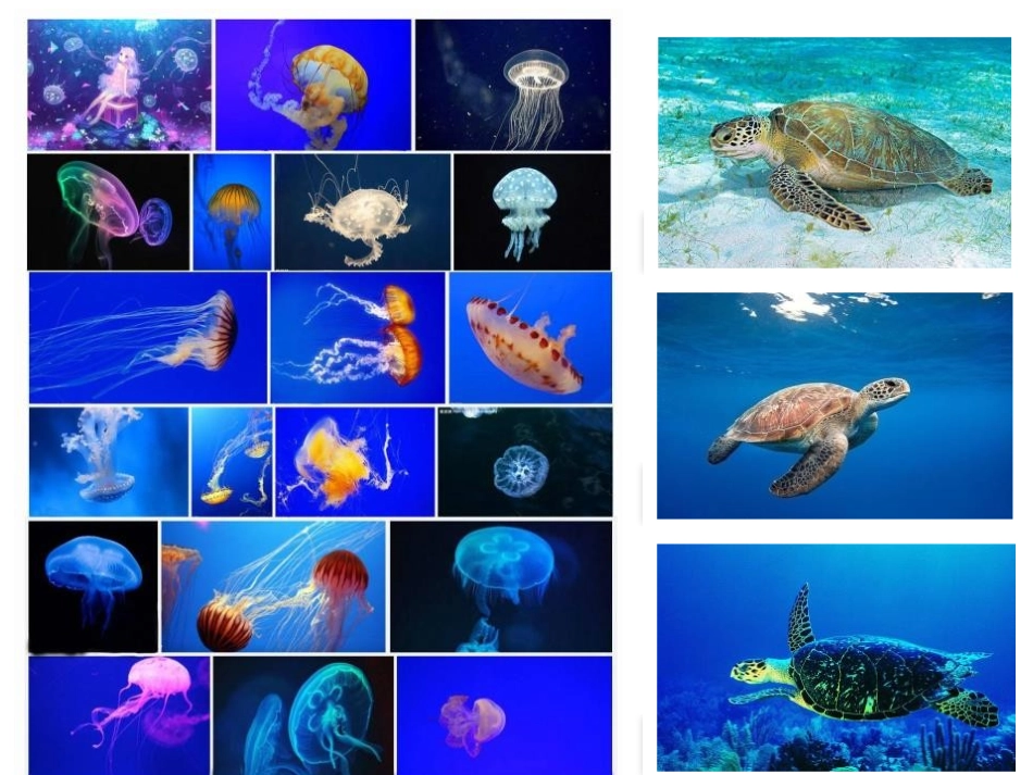 《海洋利用与保护》PPT课件[商务星球版八年级地理下册]_第3页