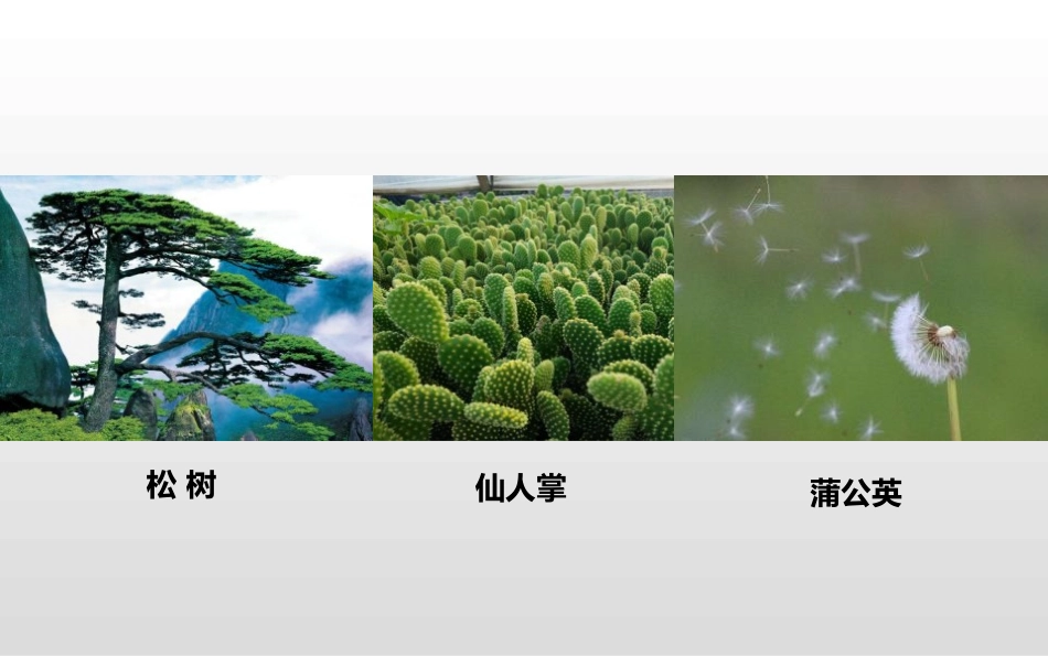 《花儿草儿真美丽》PPT免费课件[一年级道德与法治下册]_第3页
