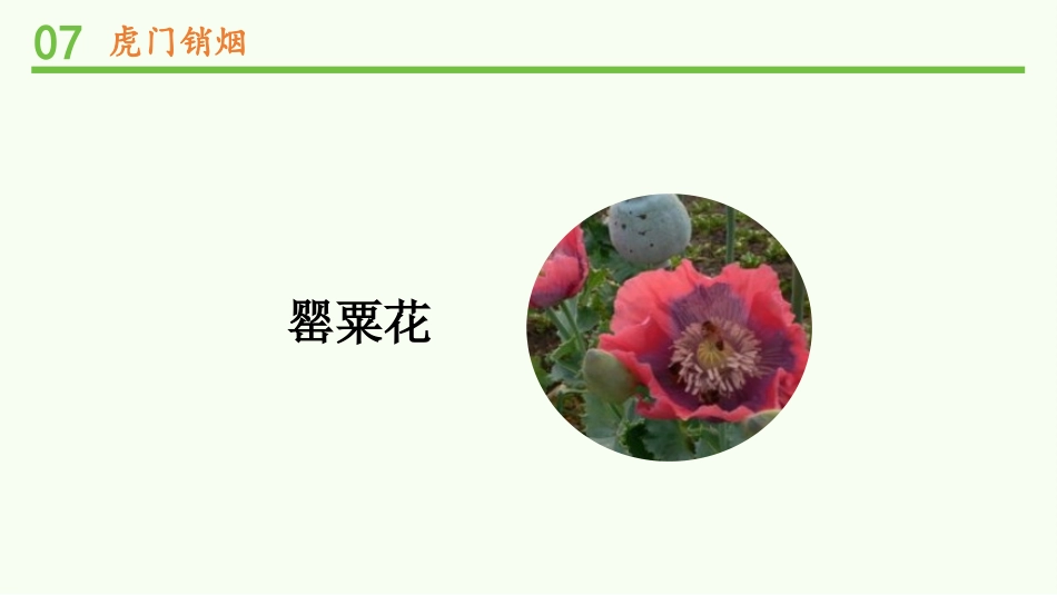 《不甘屈辱 奋勇抗争》PPT(第3课时)PPT课件_第2页
