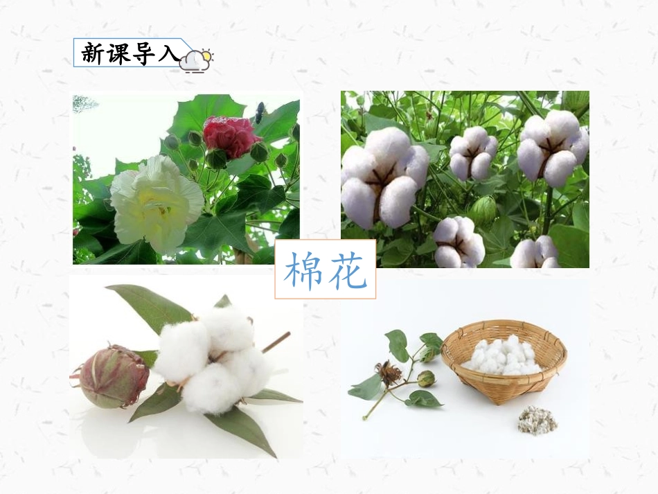 《棉花姑娘》PPT精品课件[部编版一年级语文下册]_第2页