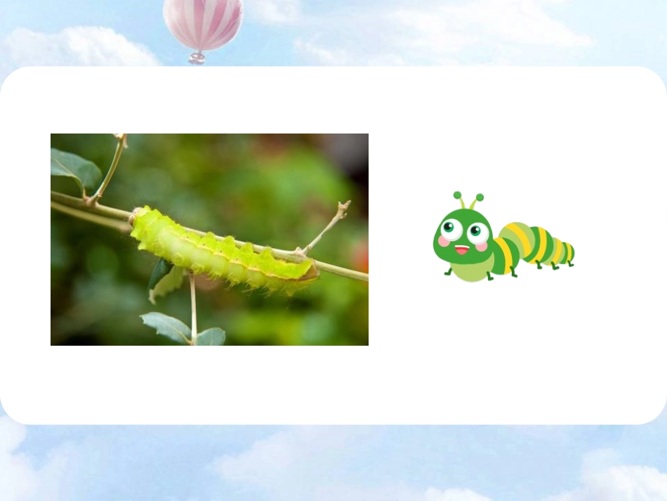 《小毛虫》PPT课件[部编版二年级语文下册]_第2页