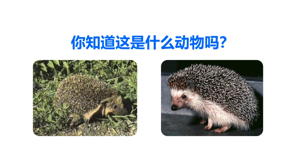 《带刺的朋友》PPT教学课件(第1课时)[部编版三年级语文]_第2页
