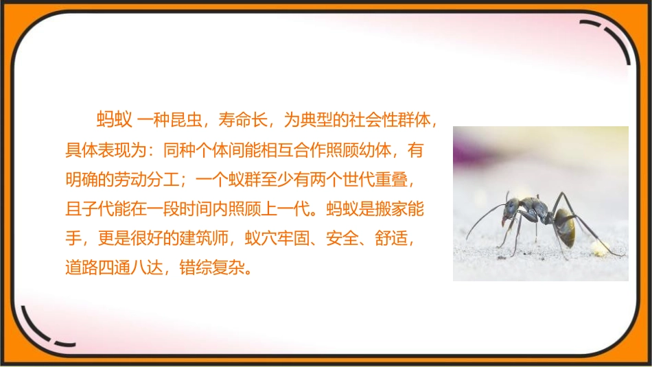 《一块奶酪》PPT免费课件[部编版三年级语文上册]_第3页