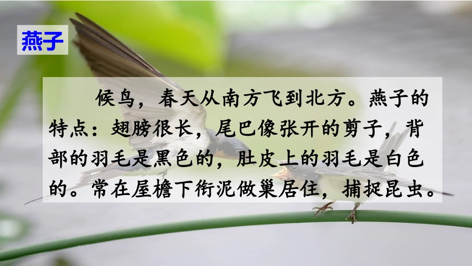 《燕子》PPT课文课件[部编版三年级语文下册]_第2页