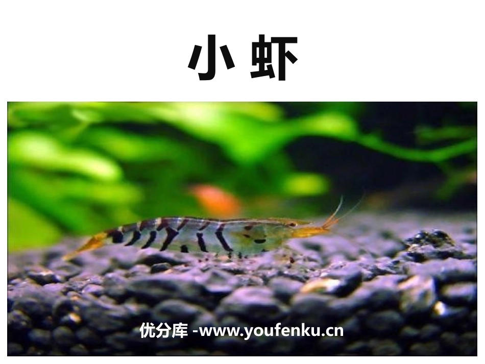 《小虾》PPT精品课件[部编版三年级语文下册]_第1页