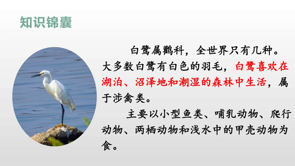 《白鹭》PPT精品课件[部编版五年级语文上册]_第3页