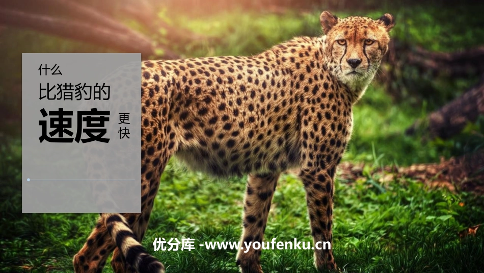 《什么比猎豹的速度更快》PPT精品课件[部编版五年级语文]_第1页