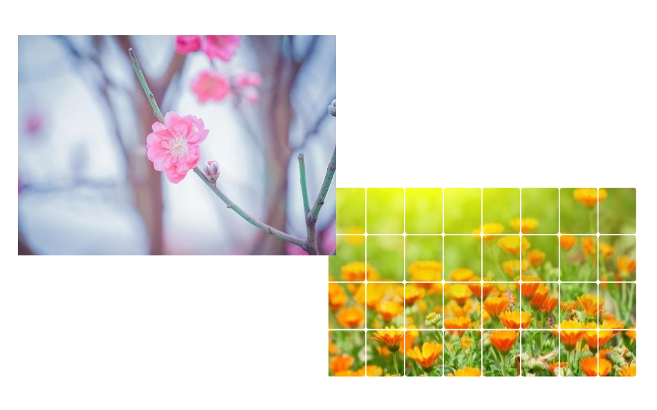 《花之歌》PPT免费课件[部编版六年级语文上册]_第3页
