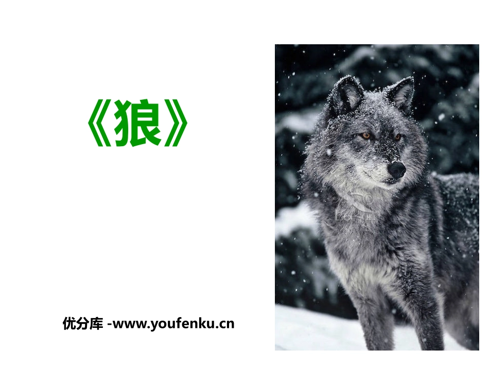 《狼》PPT课文课件[部编版七年级语文上册]_第1页