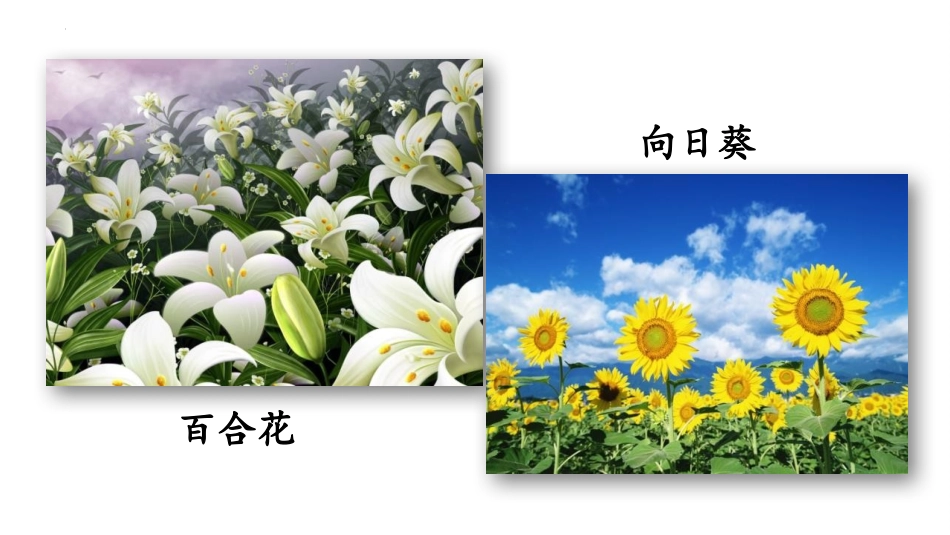 《紫藤萝瀑布》PPT优秀课件[部编版七年级语文下册]_第3页