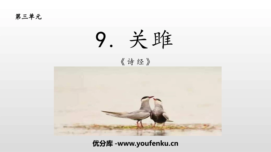 《关雎》PPT课文课件[部编版八年级语文下册]_第1页