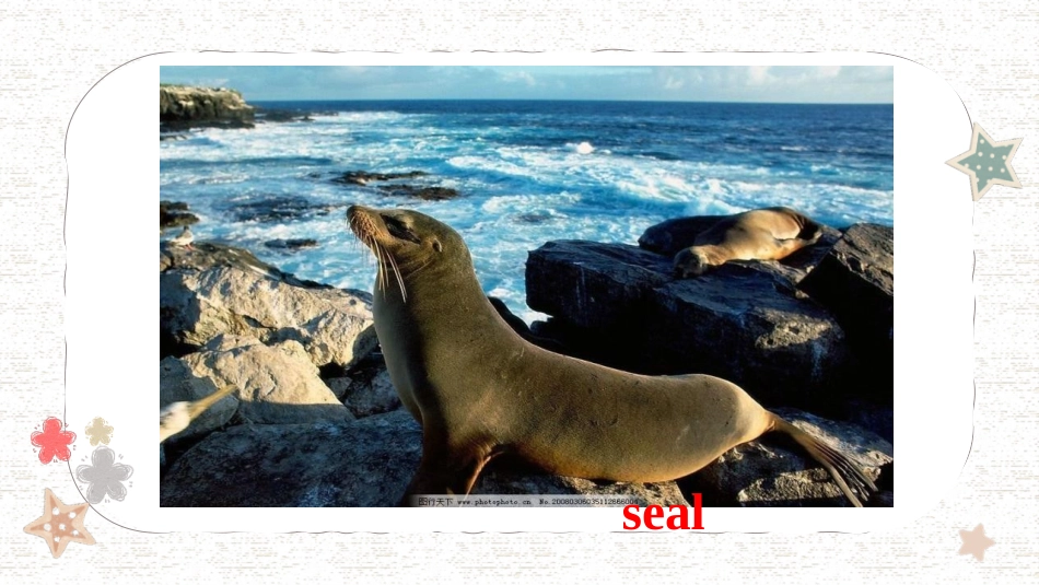 《It allows people to get closer to them》Animals in danger PPT课件_第2页