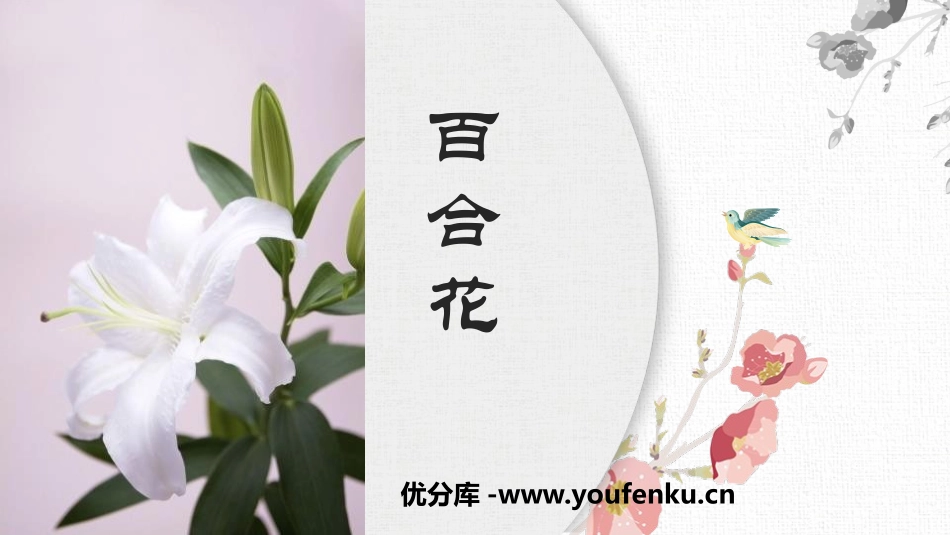 《百合花》PPT精品课件[统编版高中语文必修一]_第1页