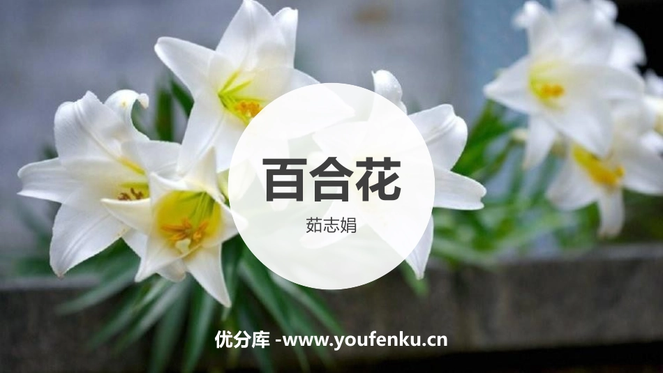 《百合花》PPT优秀课件[统编版高中语文必修一]_第1页