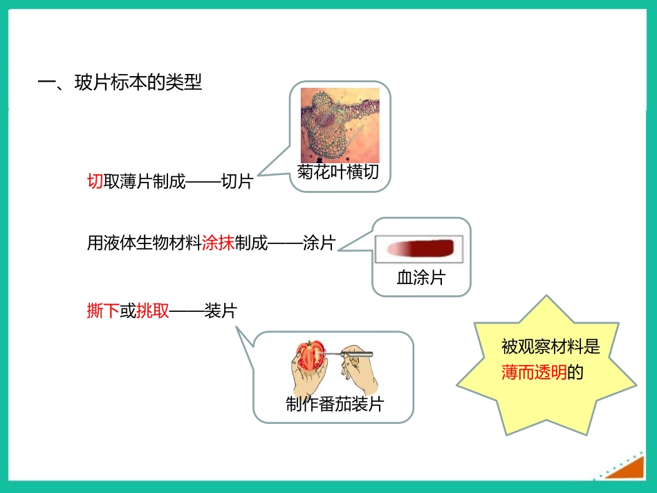 《植物细胞》PPT免费课件[人教版七年级生物上册]_第3页