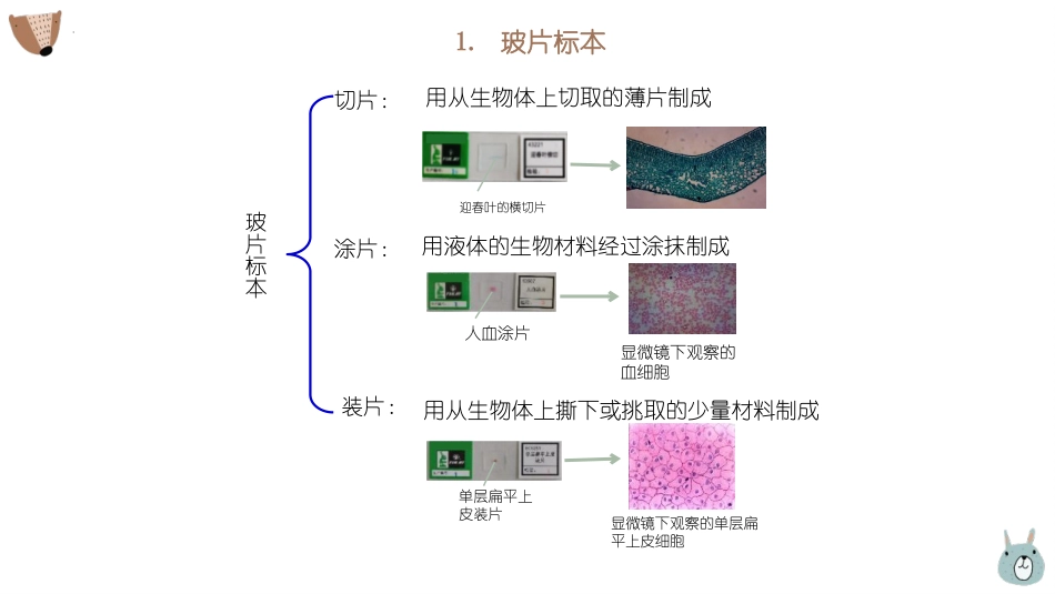《植物细胞》PPT教学课件[人教版七年级生物上册]_第3页