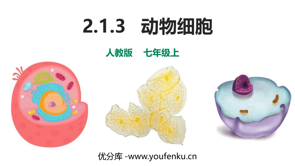 《动物细胞》PPT优质课件[人教版七年级生物上册]_第1页