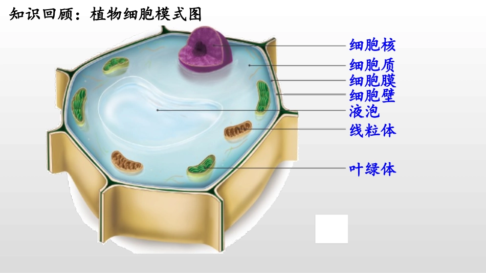 《动物细胞》PPT优质课件[人教版七年级生物上册]_第2页