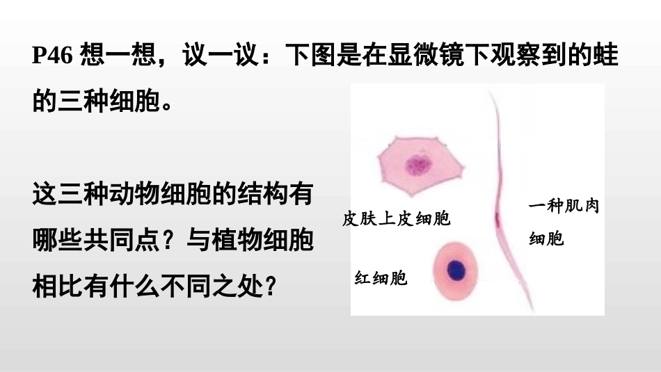 《动物细胞》PPT优质课件[人教版七年级生物上册]_第3页