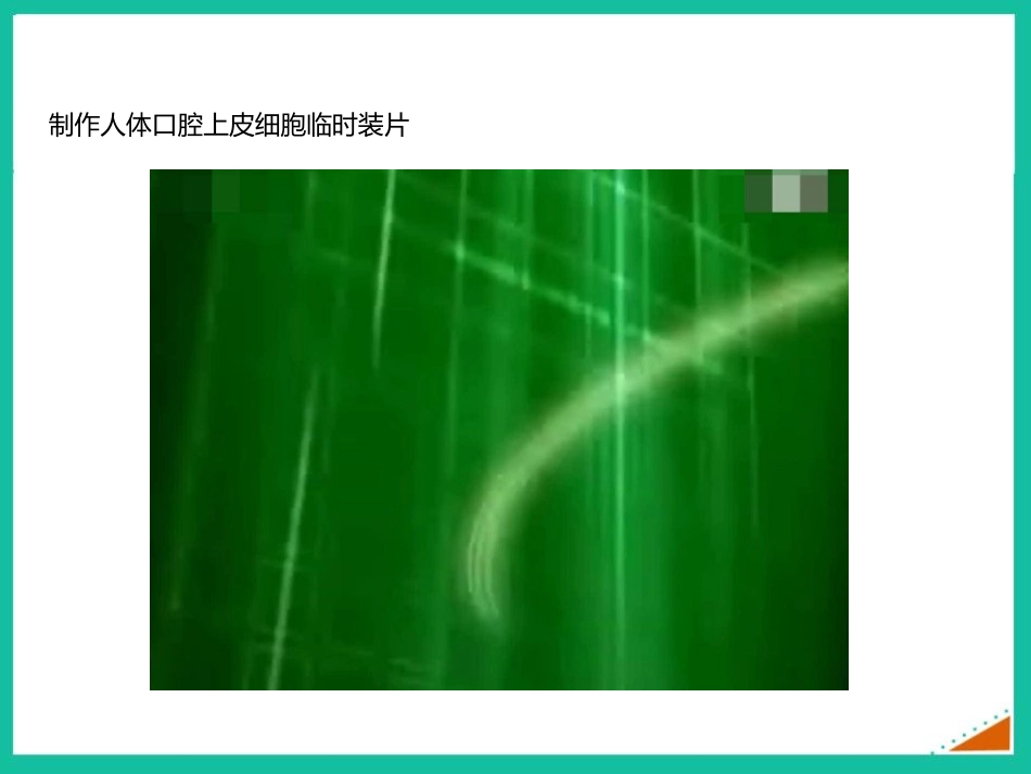 《动物细胞》PPT优秀课件[人教版七年级生物上册]_第3页
