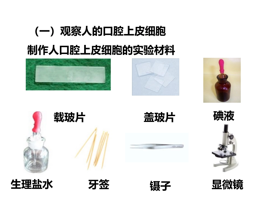 《动物细胞》PPT课件[人教版七年级生物上册]_第3页