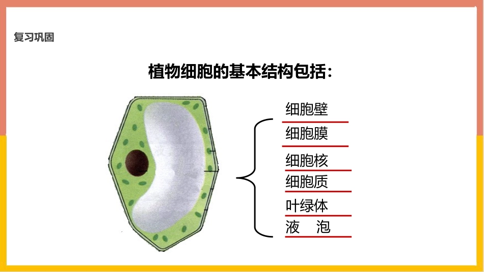 《动物细胞》PPT教学课件[人教版七年级生物上册]_第2页